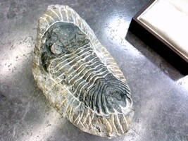 Trilobite Paralajurus Fossil