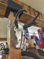 Taxidermy Antelope Mount 