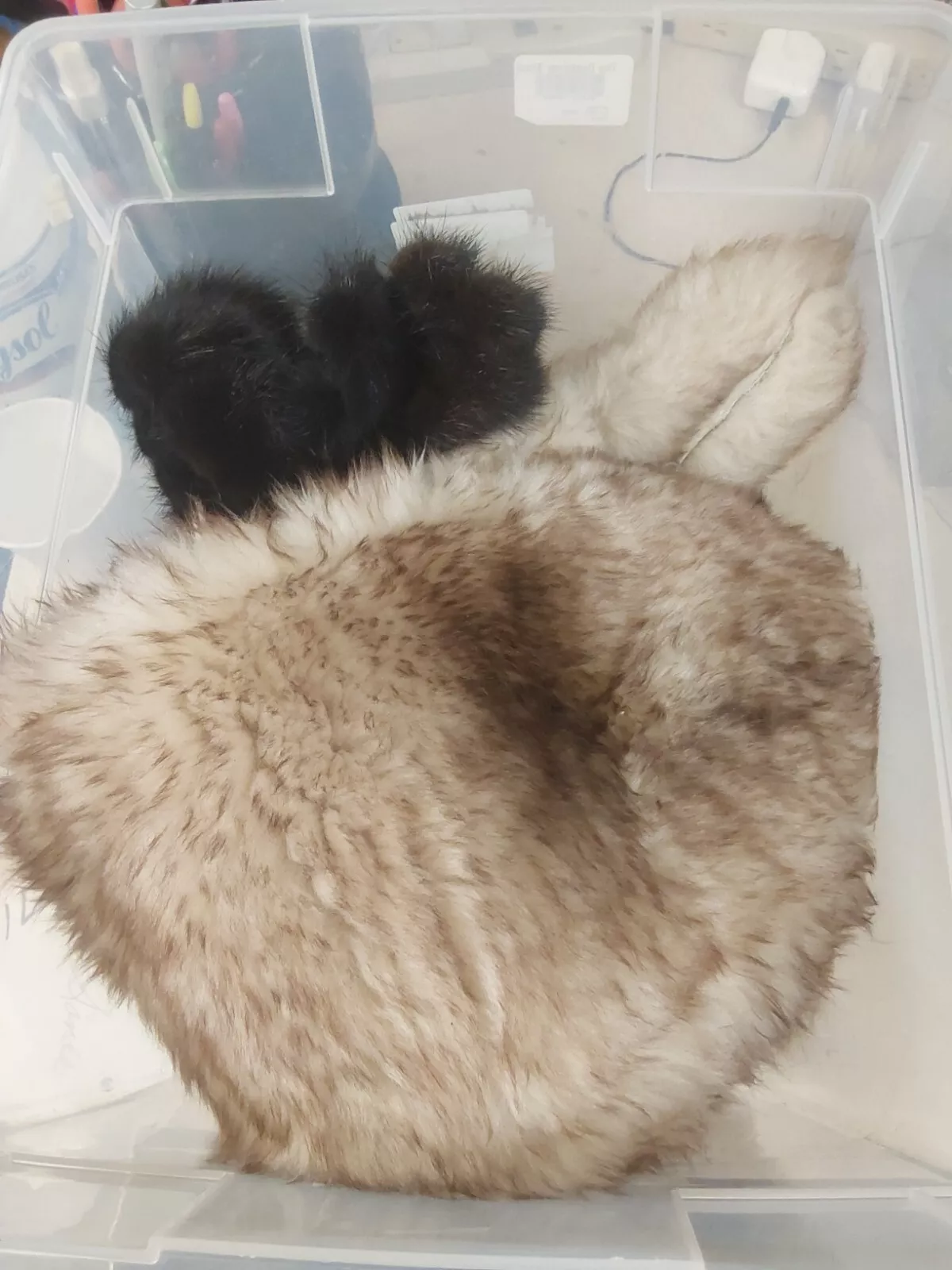 Four Fur hats, unidentified Fur Types