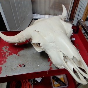 BLEACHED BUFFALO SKULL WITH HORNS
