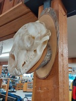 BLACK BEAR SKULL ON WOOD STAND