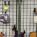 ESP F-155DX ELECTRIC BASS GUITAR WITH TRABEN CASE