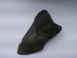 Megaladon tooth, 4.5"