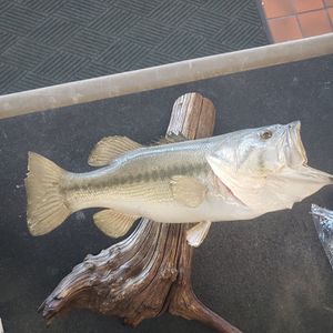BASS BASS MOUNT