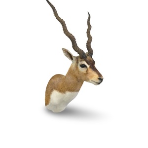 Himalayan Blackbuck Taxidermy Shoulder Mount – Approx. 18" Horns 